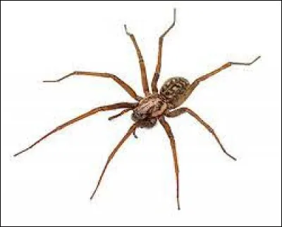 Comment dit-on "l'araignée" ?