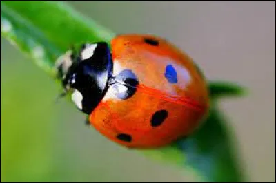 Comment dit-on "la coccinelle" ?