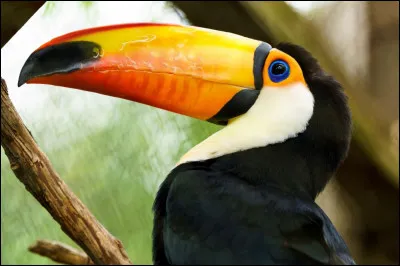 Quel animal t'inspire la nature ?