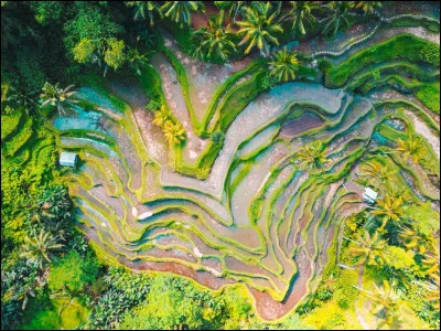 Quelle senteur t'évoque le dépaysement ?