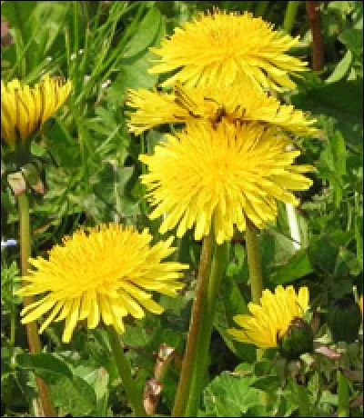 Les fleurs de [pi...lit] sont jaunes.