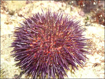 [...e] n'est pas une châtaigne mais un [our...] qui vit dans la mer.