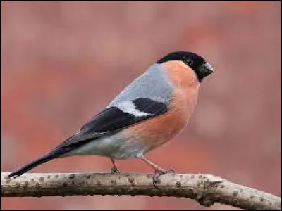Que faut-il ajouter à "bou" pour obtenir le nom de cet oiseau ?