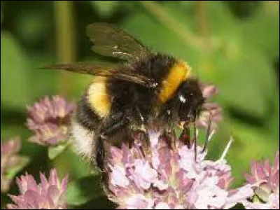 Que faut-il ajouter à "bou" pour obtenir le nom d'un insecte volant noir et jaune ?