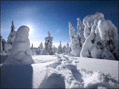 Quel est l'autre nom de la forêt hudsonienne ?