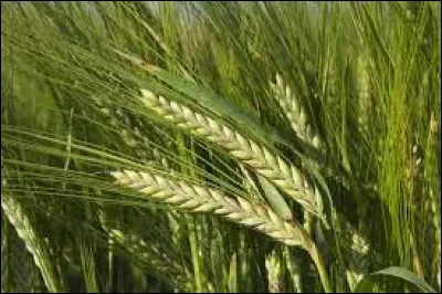 Comment se prononce "épi d'orge" en sumérien ?