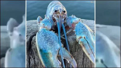 Quelle est la probabilité d'existence du homard bleu ?