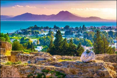 Culture : Quelle est la fleur emblématique de la Tunisie ?