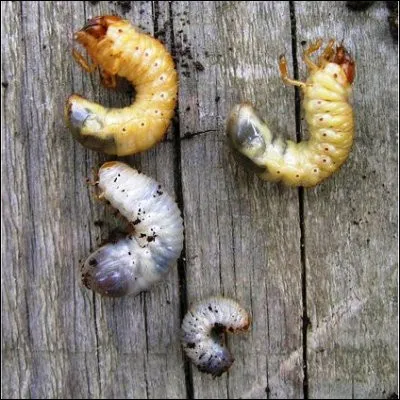 Quel insecte pond des �ufs appel&eacute;s lentes ?