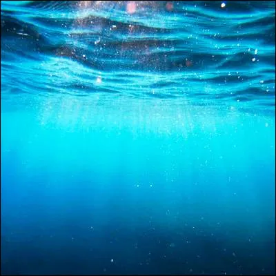 Lequel de ces animaux marins, qui est caract&eacute;ris&eacute; par une sym&eacute;trie pentaradiale, fait partie de l�embranchement des &eacute;chinodermes ?