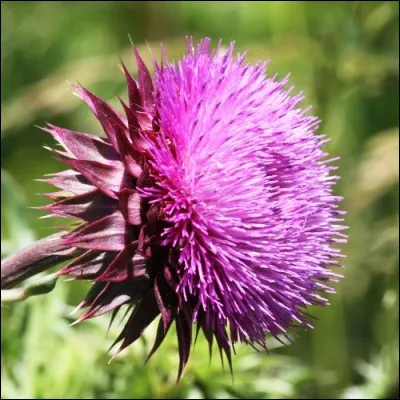 Lequel de ces l&eacute;gumes est un chardon ?