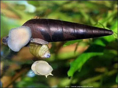 Peut &ecirc;tre battue, c'est la...