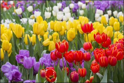 Quelle est ta fleur préférée ?