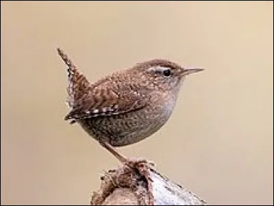 Moi aussi, on me nomme l'oiseau troglodyte car je niche dans des cavités. Quel est mon poids ?