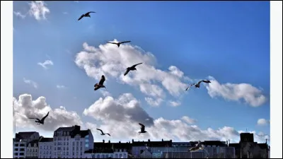 Gerfaut : C'est dans la chanson "Le Chasseur" que Michel Delpech évoquait "Un vol de gerfauts" :