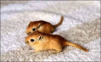 Gerbille et gerboise : Il existe de multiples différences entre ces deux petits rongeurs (que vous trouverez dans le lien joint, en commentaire). Qu'est-ce qui diffère dans leur alimentation ?