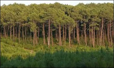 La nature : Quelle est cette espèce d'arbre ?