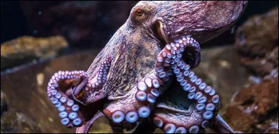 Pour vous, quel est le genre du mot ''tentacule'' ?