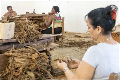 Comment appelle-t-on les femmes qui fabriquent les cigares ?
