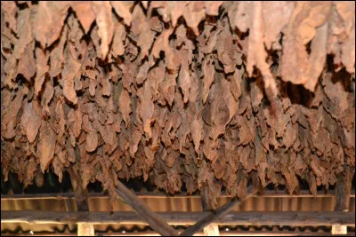 Qu'est-ce qui constitue le coeur d'un cigare ?