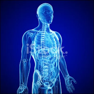 En argot, quelle partie du corps humain appelle-t-on cigare ?