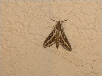 Que fais-tu si tu trouves un papillon de nuit dans ta chambre ?