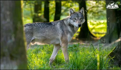 Quel grade d'une hiérarchie préférez-vous ? *2