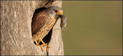 Quel est cet oiseau ?