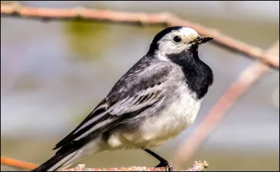 Quel est cet oiseau ?