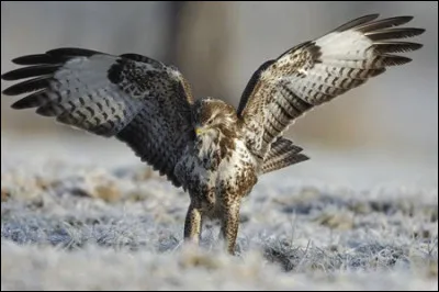 Quel est cet oiseau ?