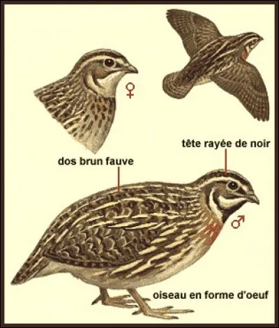 Quel est cet oiseau ?