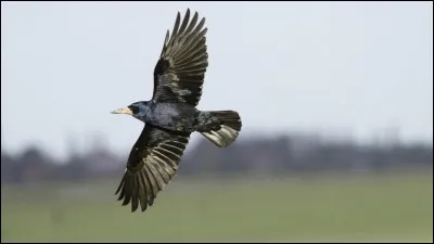 Quel est cet oiseau ?