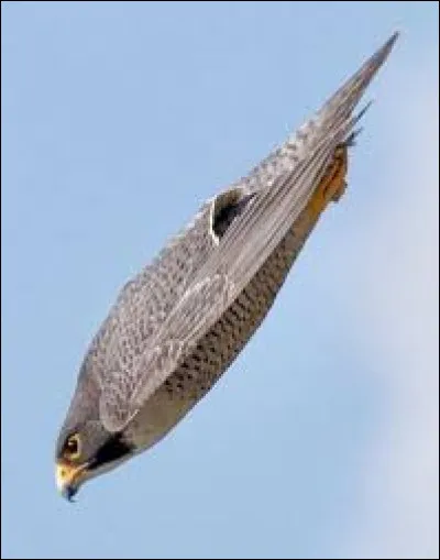 Quel est cet oiseau ?