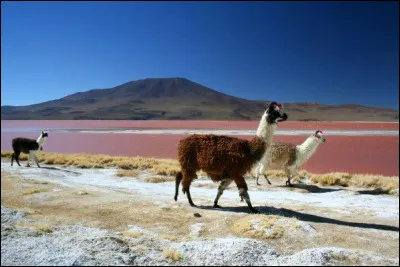 Sport : Quel est le sport national du Chili depuis 1962 ?