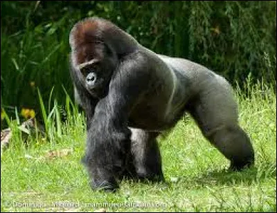 Sur quel continent vivent les gorilles à l'état sauvage ?