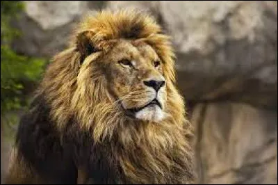 Quel est le cri du lion ?