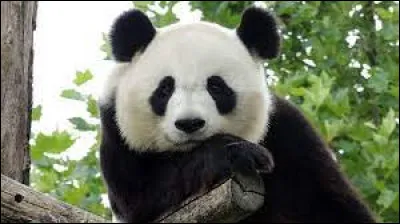 Quelle est la principale nourriture du panda géant ?