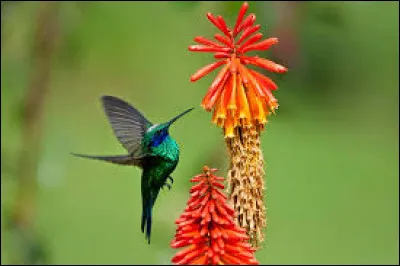 Quel oiseau est capable de voler en arrière ?