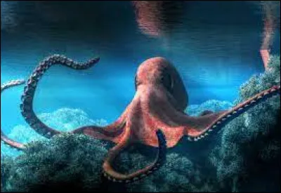 Combien de tentacules une pieuvre possède-t-elle ?