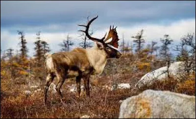 Au Canada, comment appelle-t-on le renne ?
