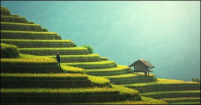 Sport : Quel type de sport est le bokator, sport ancestral cambodgien ?