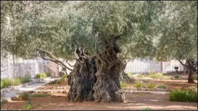 Politique : Comment l'Assemblée israélienne s'appelle-t-elle ?