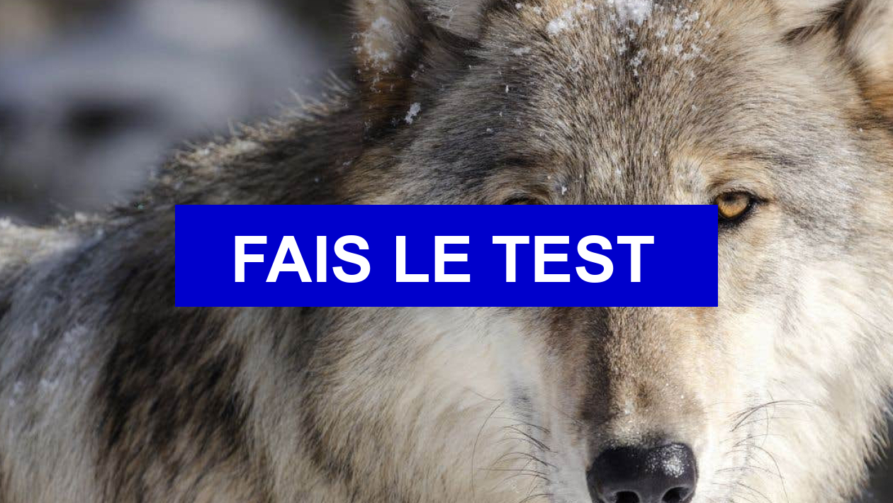 Test de personnalité Quel est ton animal totem