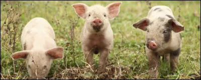 Si je souffle trop fort, votre maison risque bien de s'envoler !