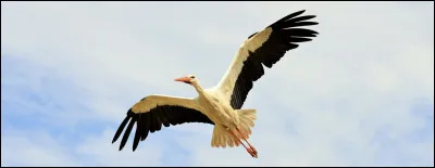 Dans une fable de La Fontaine, je me coince le museau dans un vase à cause d'une cigogne :