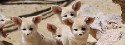 Je compte le fennec dans mes rangs :