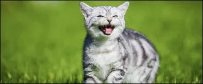 Contrairement à mon cousin qui glapit, je hurle :