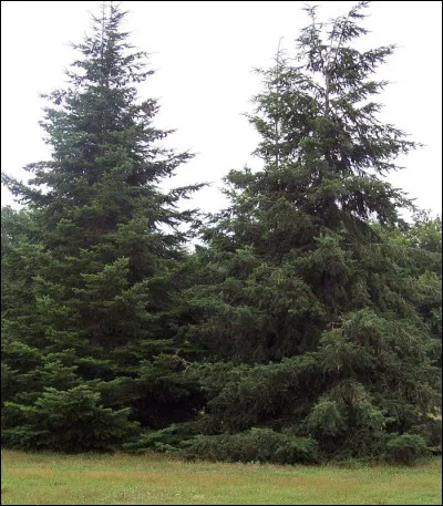 Sous quel nom est plus connu Julius Ulman ?