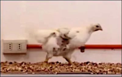 Biologie > Octroyé à MM. Grossi, Larach, Canals, Vásquez et Iriarte-Díaz pour avoir observé qu'un poulet... (Complétez !)