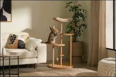 Ceci est un arbre à...